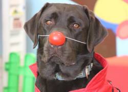 De Aldo a Patch: el legado del primer perro de asistencia dental del Ecuador