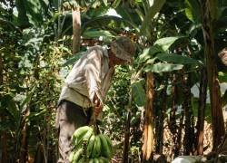 Cosecha de bananos en una plantación tropical. (Pexels / Gilmer Díaz)