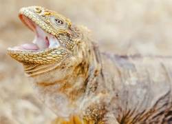 Una iguana terrestre en Seymour Norte, Galápagos.