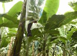 El sector bananero ecuatoriano genera aproximadamente 3.400 millones de dólares por año y su cadena productiva refleja al menos 250.000 plazas de trabajo directas y 50.000 indirectas.