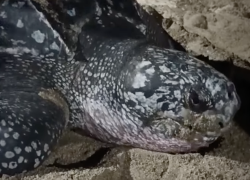 Tortuga laúd logró anidar en Crucita tras operativo de conservación