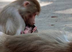 Las madres primates cargan a sus bebés muertos, durante meses, como expresión de duelo.