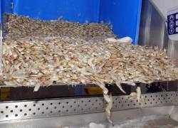 De enero a noviembre del 2021, las exportaciones en libras de camarón ecuatoriano fueron de 1.669’948.305.