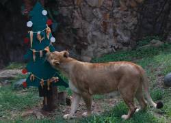Oso, leones, monos, aves y tortugas celebran una singular Navidad en zoológico de Quito