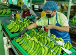 La producción de banano mejoró en 2023, lo cual influyó en el aumento de las exportaciones.