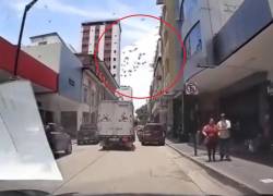 VIDEO capta en Guayaquil una extraña reacción de las aves justo antes del terremoto