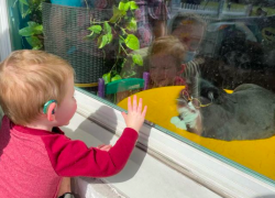 La gata aprendió trucos para entretener a los niños que visitan la clínica.