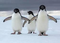 Foto referencial. Pingüinos en la Antártida.