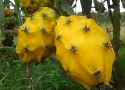 El año pasado el país exportó 17.895 toneladas de pitahaya.