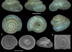 Imágenes referenciales de los caracoles microscópicos.