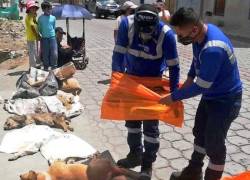 Esta no es la primera vez que varios perros mueren envenenados en este sector, los moradores piden que se haga justicia.