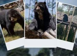 La llegada de ‘Timo’ agrupa a instituciones para la conservación del oso andino.