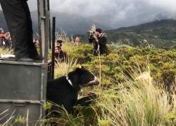 El oso fue liberado en la provincia de Cotopaxi hacia el Parque Nacional Cayambe Coca.