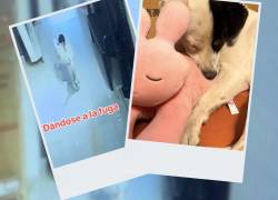 Perrito robó peluche y terminó siendo adoptado en una tienda de Bolivia.