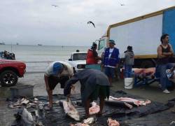 Pescadores faenan varios tiburones que fueron capturados incidentalmente en las costas de Ecuador.