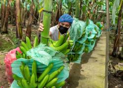 Las principales zonas productoras de banano han registrado fuertes lluvias en el presente invierno.