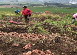 Carchi, Chimborazo, Tungurahua y Cotopaxi son las principales zonas de producción de papa en el país.