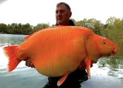 El pez ya había sido capturado, pero esta vez sorprendió el peso que había adquirido.