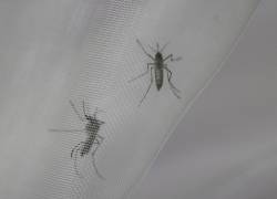 Fotografía de mosquitos Aedes aegypti en el laboratorio de entomología del Centro Nacional de Control de Enfermedades Tropicales (CENCET) en Santo Domingo (República Dominicana).