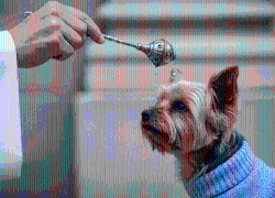 ¿Por qué se bendicen a las mascotas cada 4 de octubre? Esto es lo que debes saber