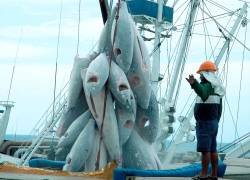 En el primer trimestre del presente año, la flota atunera ecuatoriana capturó más de 85.000 toneladas de atún en el Océano Pacífico Oriental.