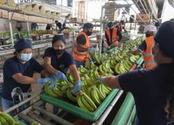 El banano es el segundo producto que más exporta Ecuador a los EEUU, luego del camarón; en el 2024, sus ventas al país norteamericano generaron ingresos por 651 millones de dólares.