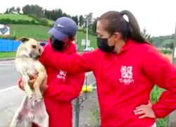 Mascota caminó desde Cali hasta Tulcán con migrantes, pero sufrió accidente