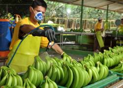 La gran cita de la industria bananera se desarrollará en Guayaquil
