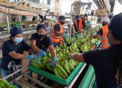 El volumen de banano que Ecuador exporta a Asia Oriental ha bajado en los últimos dos años.