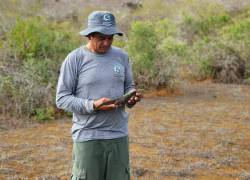 Fotografía cedida por Johannes Ramírez que muestra a un experto del Parque Nacional Galapagos mientra toma en sus manos a una iguana, el 23 de julio de 2022, en la isla Santiago, en el archipiélago Galápagos (Ecuador).