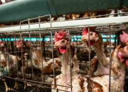 El reporte explica que en los sistemas de producción industrial, las gallinas son llevadas a las jaulas desde las primeras semanas de vida.