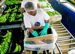 La caja de banano se comercializará en 2022 con los mismos precios del presente año.