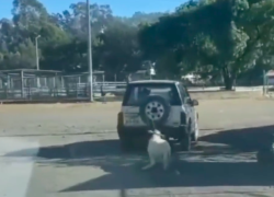 Oveja fue atada a un carro y arrastrada por una plaza.