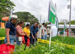 Los asistentes al evento visitan parcelas demostrativas de arroz para conocer los beneficios de los insumos agrícolas.