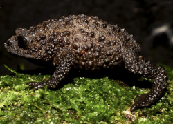 Nueva especie de sapo andino descubierta en Ecuador lleva el nombre del naturalista Steve Backshall