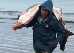 Estudio revela que carne de tiburón se vende como corvina en doce mercados de la Sierra ecuatoriana