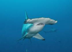 Cassiopeia, una hembra de tiburón martillo cumplió un viaje de ida y vuelta de más de 4.000 km desde el archipiélago de Galápagos hasta Centroamérica, y cuyo paradero, por ahora, se desconoce.