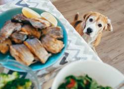 Conoce la importancia del pescado en la alimentación de tu mascota