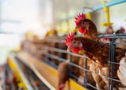 En Ecuador, cada año el sector avícola produce aproximadamente 480.000 toneladas de carne de pollo y 3.507 millones de huevos