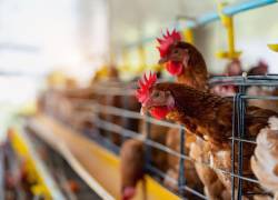 Las instalaciones avícolas y sus equipos deben cumplir requerimientos de inocuidad para ofrecer alimentos sanos a los consumidores.