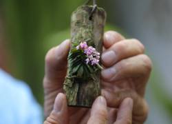 Orquídeas fotografiadas en la colección de orquídeas de Daniel Piedrahita en La Ceja, provincia de Antioquia, Colombia, el 20 de junio de 2024.