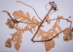 “Vivaria calvasensis”, nueva especie vegetal.