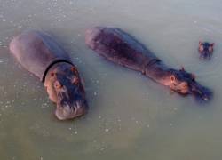 Vista aérea que muestra hipopótamos —descendientes de una pequeña manada introducida por el capo de la droga Pablo Escobar— en estado salvaje en un lago cerca del parque temático Hacienda Nápoles.