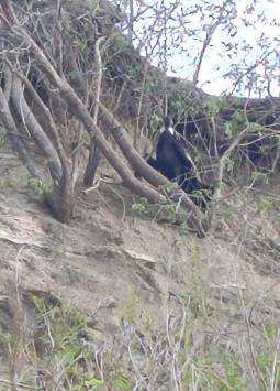 Cóndor andino fue visto en una playa de Muisne, Esmeraldas.