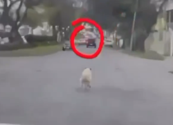 Captura del video en donde se observa al perro abandonado en Loja.