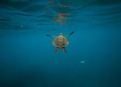 Inician seguimiento a temporada de anidamiento de tortugas verdes en las Islas Galápagos