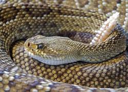 Imagen de referencia de una serpiente de cascabel