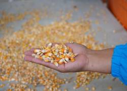La importación autorizada de maíz duro representa una disminución de 74.537 toneladas métricas, con respecto al año pasado.