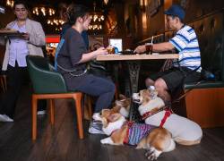 Hong Kong levanta la prohibición que impedía la entrada de perros a establecimientos de comida
