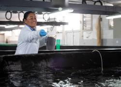 Desde las universidades se está dando impulso al desarrollo de nuevos cultivos acuícolas.